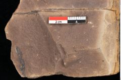 Foto (Detailsansicht) von Quercus palaeoilex Ettingshausen (NHMW-GEO-2024-0188-0789)